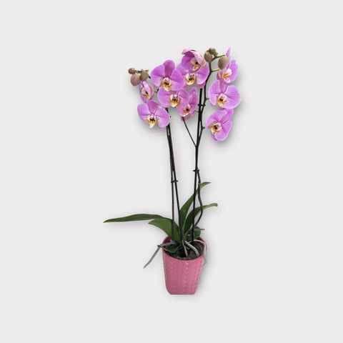 Orchidea rosa screziata