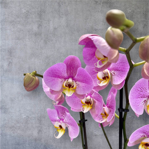Orchidea rosa screziata