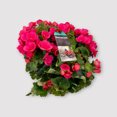 Begonia fucsia