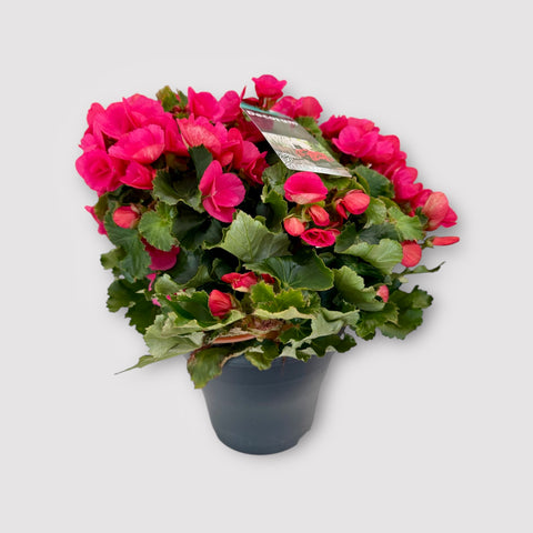Begonia fucsia