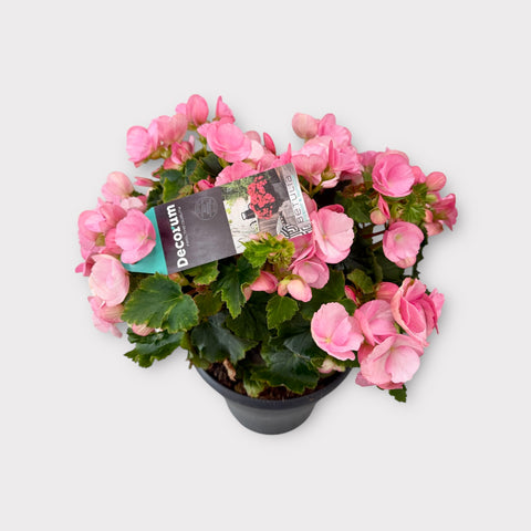 Begonia rosa antico