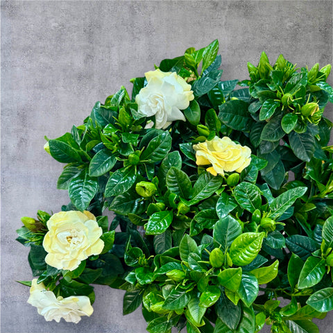 Gardenia bianca