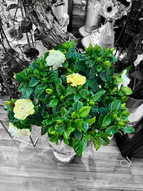 Gardenia bianca