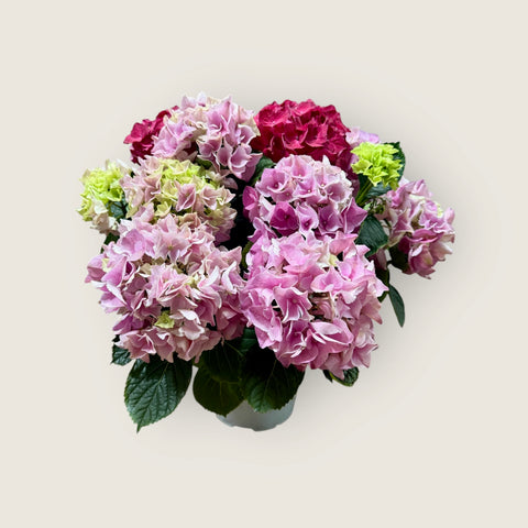 Ortensia rosa pianta