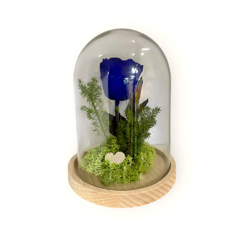 Rosa blu in campana