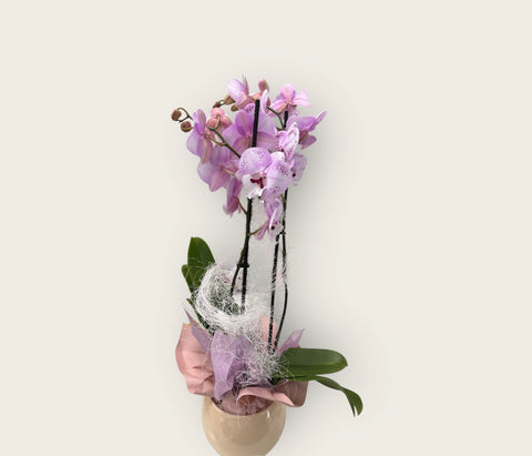 Orchidea rosa screziata