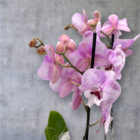 Orchidea rosa screziata