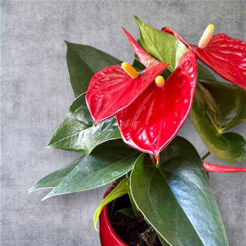 Anthurium grande rosso