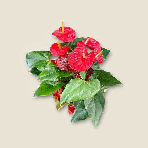 Anthurium grande rosso