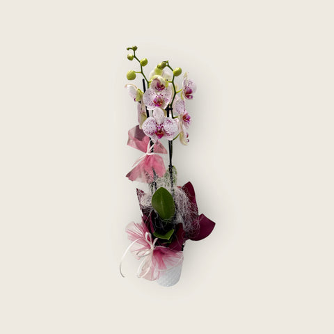 Orchidea rosa screziata particolarissima