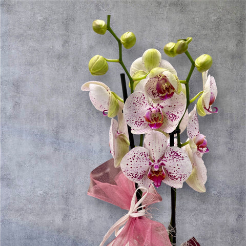 Orchidea rosa screziata particolarissima