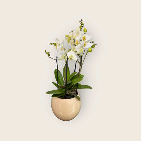 Orchidea bianca screziata