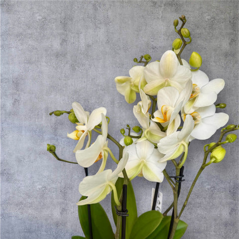 Orchidea bianca screziata