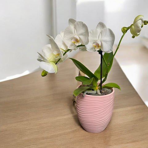 Orchidea ritorta con vaso rosa