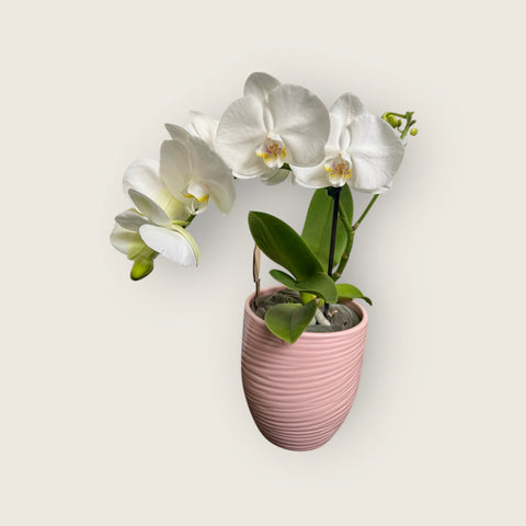 Orchidea ritorta con vaso rosa
