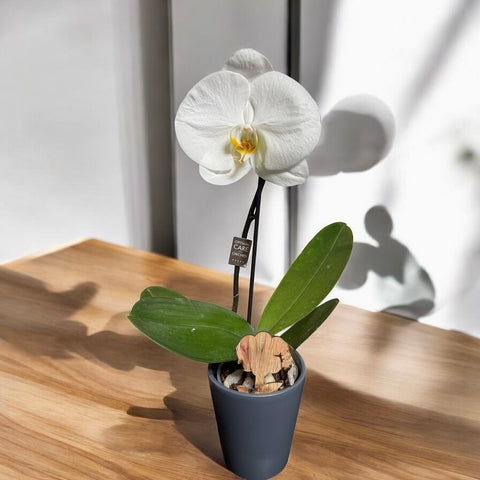 Orchidea singola grande