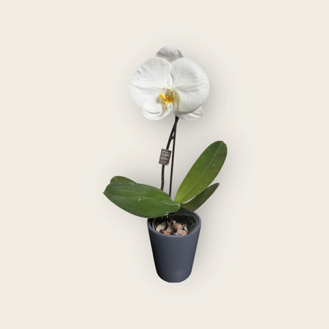 Orchidea singola grande