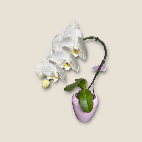 Orchidea piccola con vaso rosa