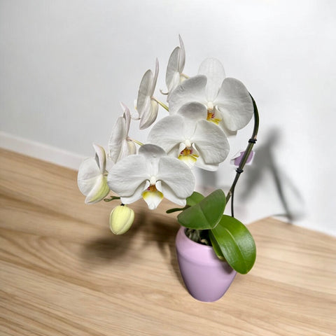 Orchidea piccola con vaso rosa