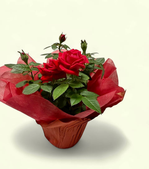 Piantina di rose