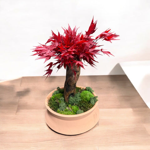 Bonsai - stabilizzato - acero 3