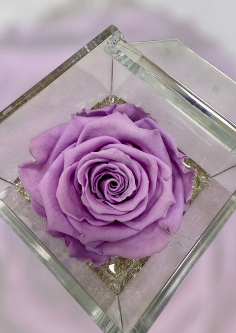 Rosa violetta e sabbiolina