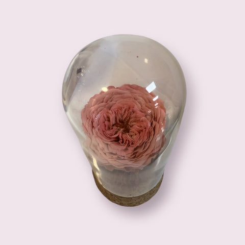 rosa inglese salmone in piccola campana