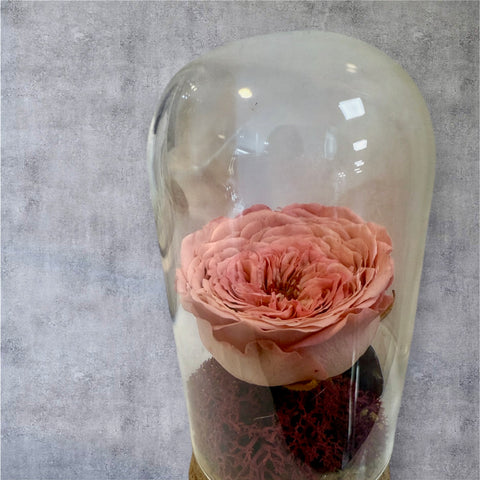 rosa inglese salmone in piccola campana