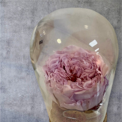 rosa inglese rosa in piccola campana