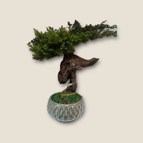 Bonsai - stabilizzato - vaso design