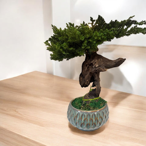 Bonsai - stabilizzato - vaso design