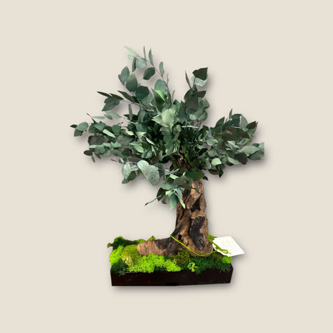 Bonsai - stabilizzato - eucalipto