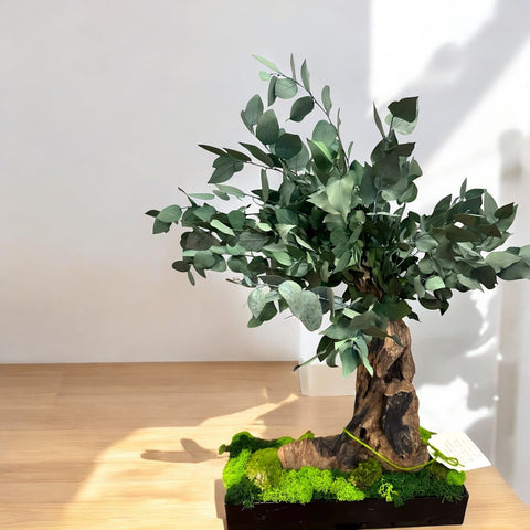 Bonsai - stabilizzato - eucalipto