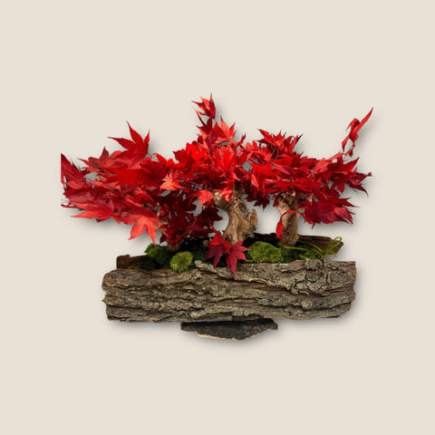 Bonsai - stabilizzato - acero stile rustico
