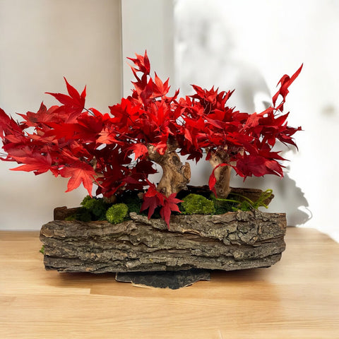 Bonsai - stabilizzato - acero stile rustico