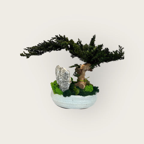 Bonsai - stabilizzato - vaso design