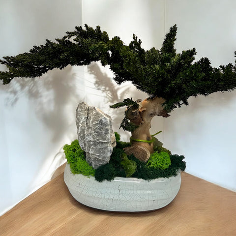 Bonsai - stabilizzato - vaso design
