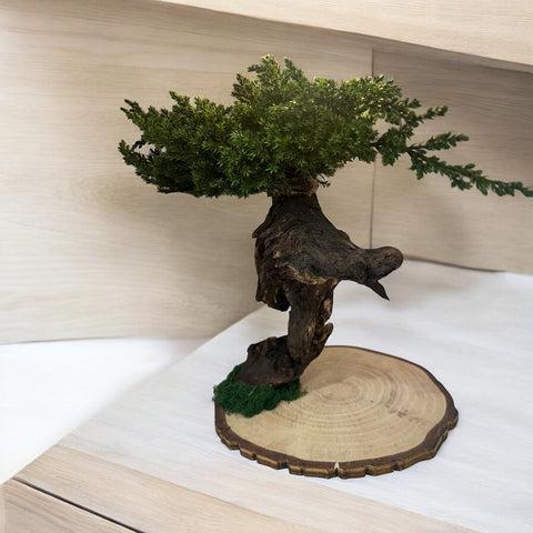 Bonsai - stabilizzato - con base legno
