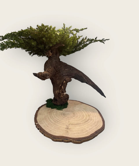 Bonsai - stabilizzato - con base legno