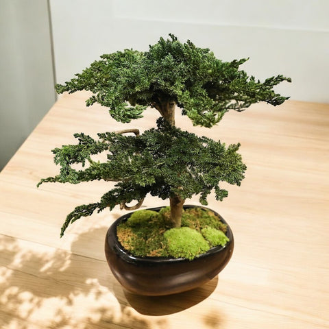 Bonsai - stabilizzato - grande