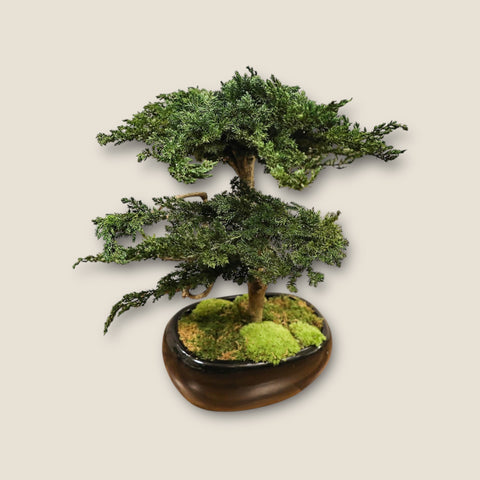 Bonsai - stabilizzato - grande