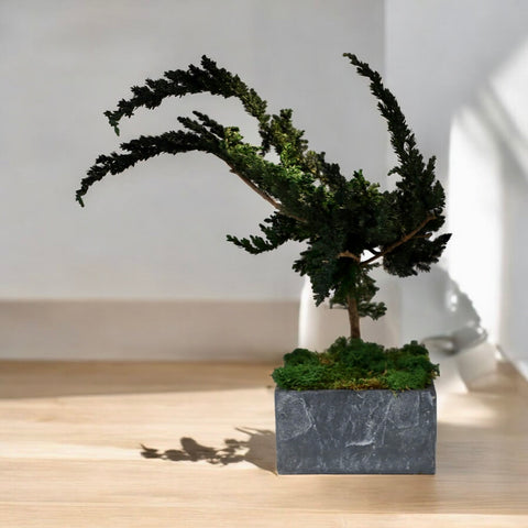 Bonsai - stabilizzato - in vaso di pietra -medio