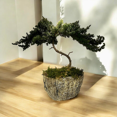Bonsai - stabilizzato - in vaso particolare