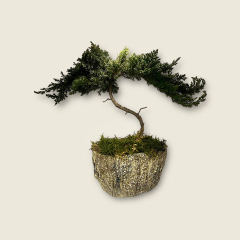 Bonsai - stabilizzato - in vaso particolare