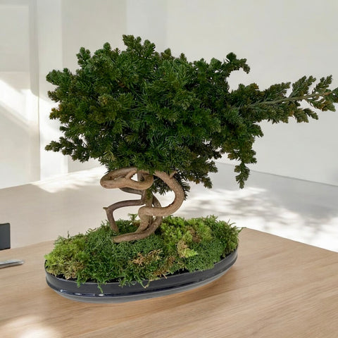 Bonsai stabilizzato - eternal plant