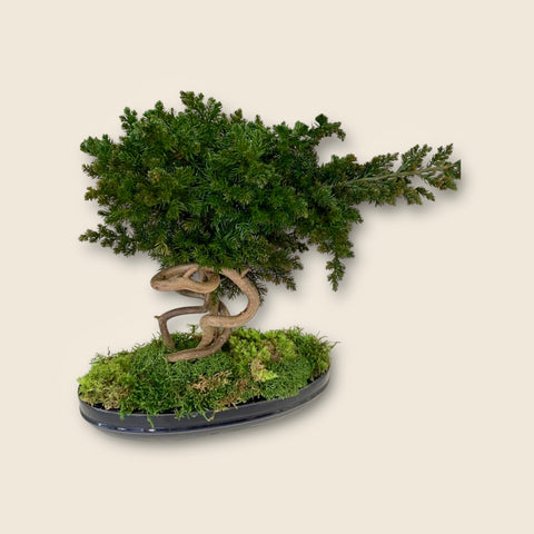 Bonsai stabilizzato - eternal plant