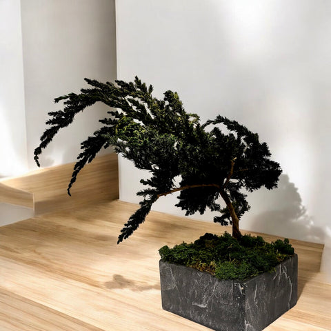 Bonsai - stabilizzato - vaso in pietra