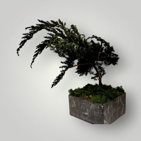Bonsai - stabilizzato - vaso in pietra