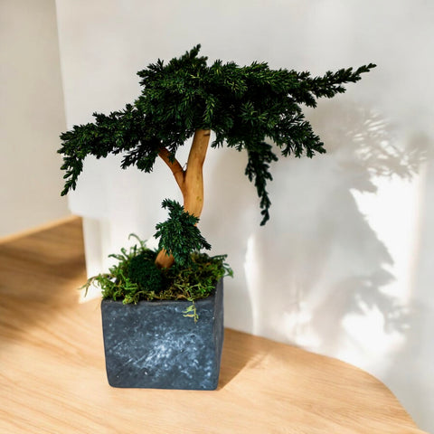 Bonsai - stabilizzato - in vaso di pietra - piccolo