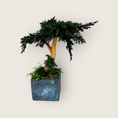 Bonsai - stabilizzato - in vaso di pietra - piccolo